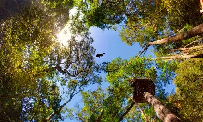 Karkloof Canopy Zip-Line Tour Experience